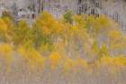 USA, Colorado, Uncompahgre National Forest. Snow on autumn forest landscape. Art Print